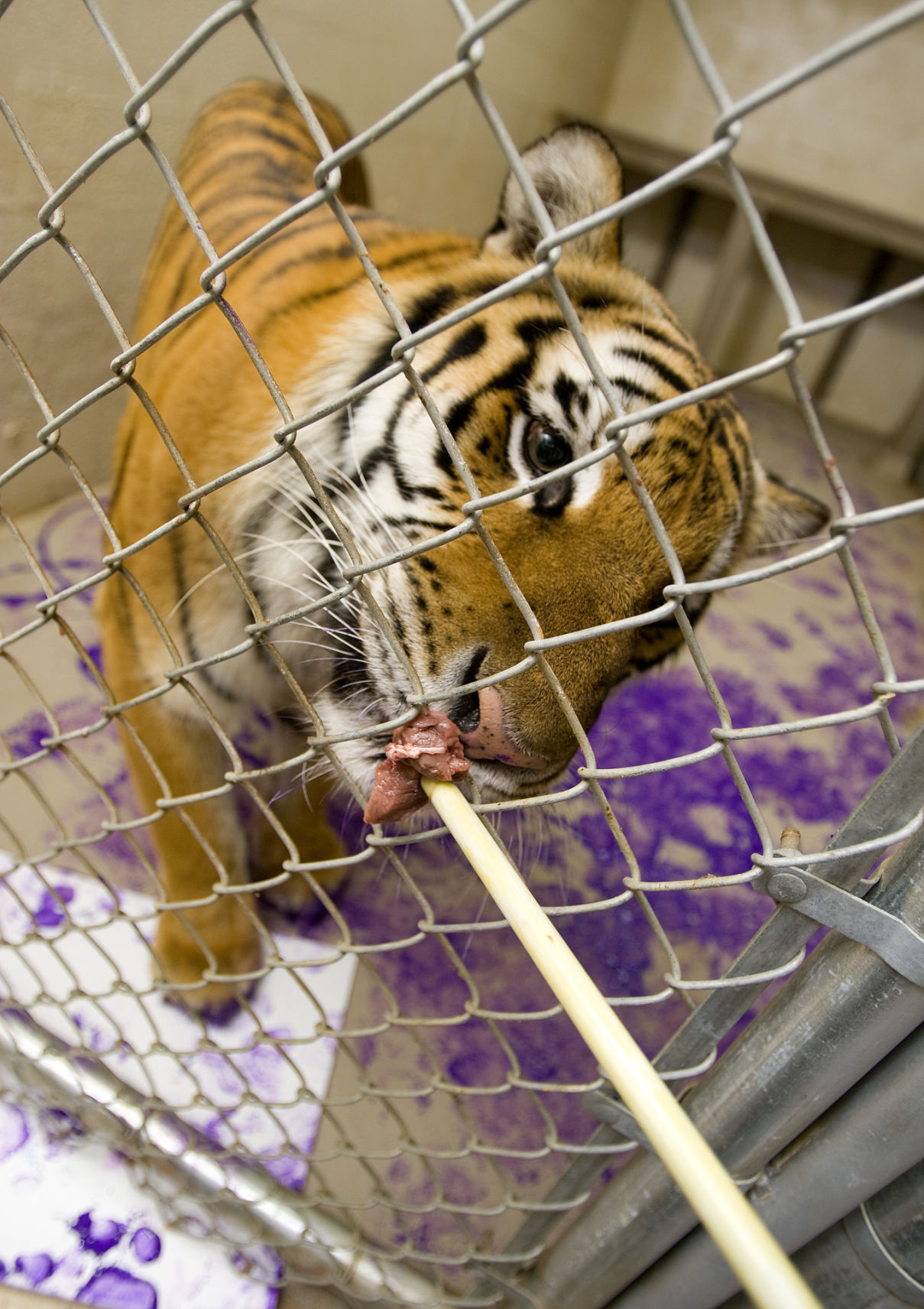 got_zoo_animals_paint_11130.8
